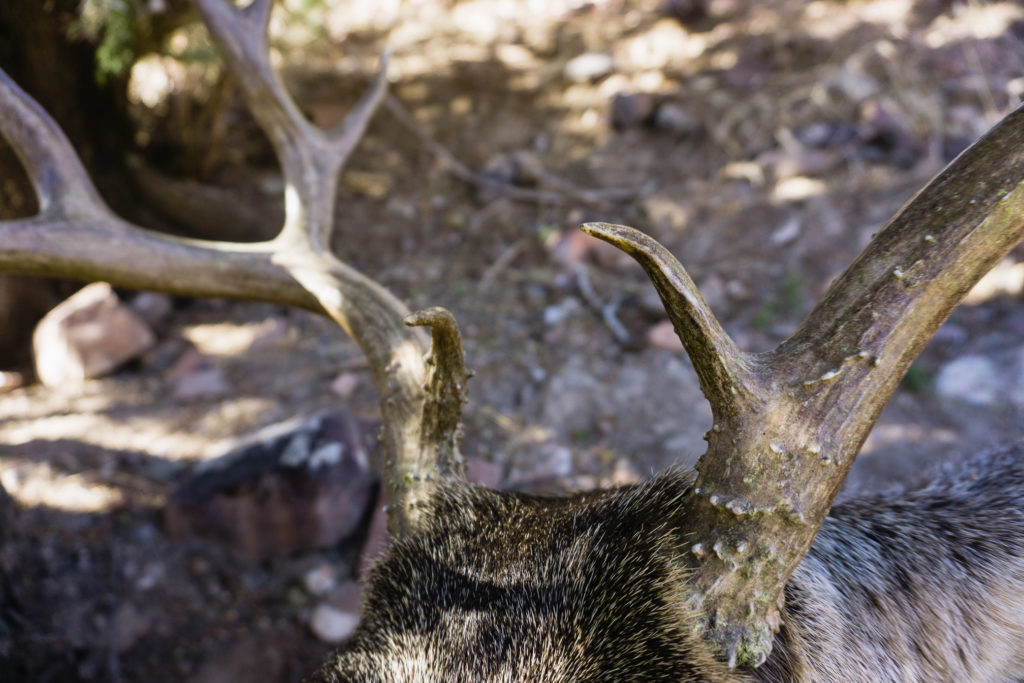 Arizona Archery Mule Deer Buck