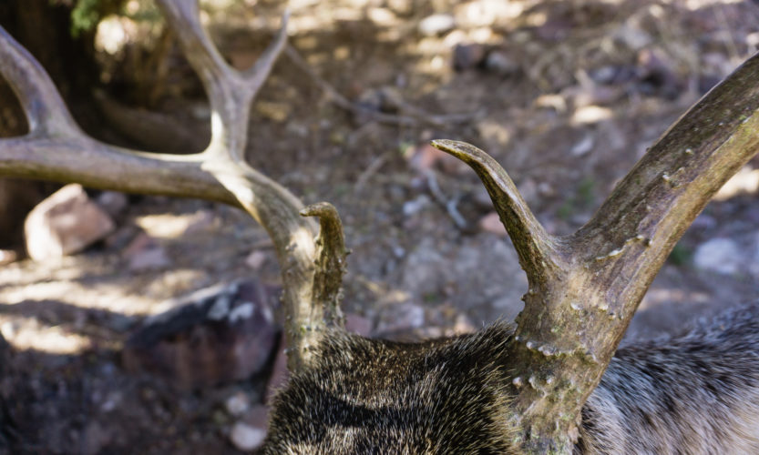 Arizona Archery Mule Deer Buck