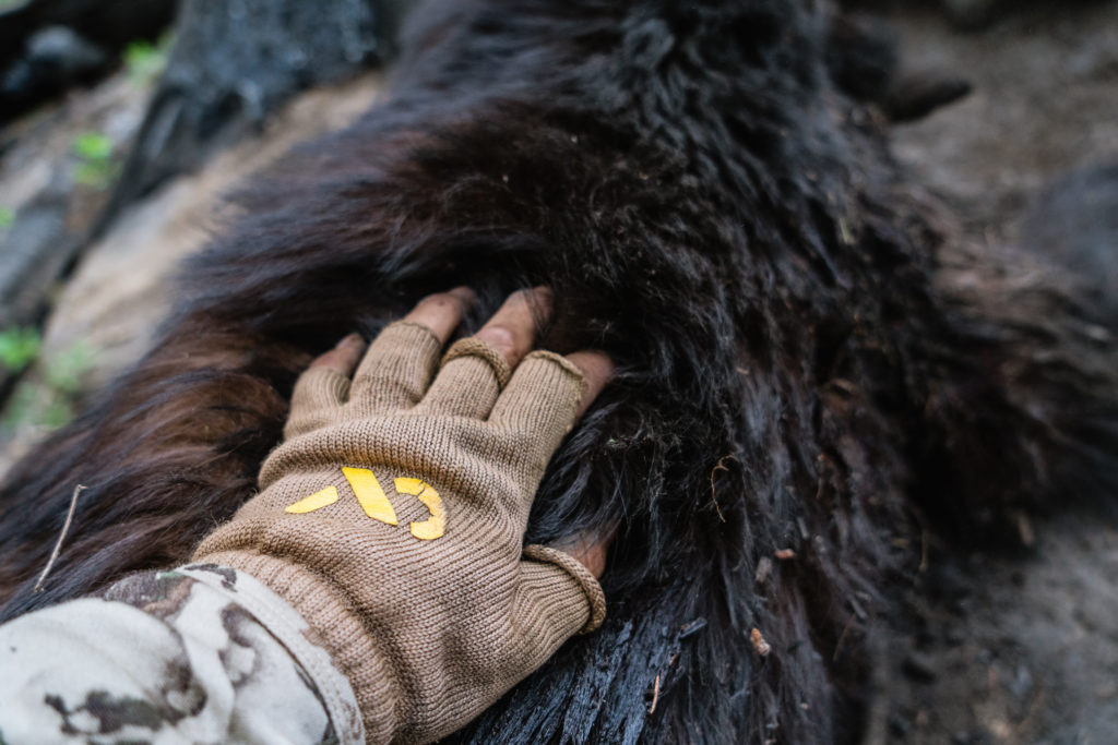 Hand wearing a First Lite glove touching the fur of an Arizona black bear during a Spring archery bear hunt.