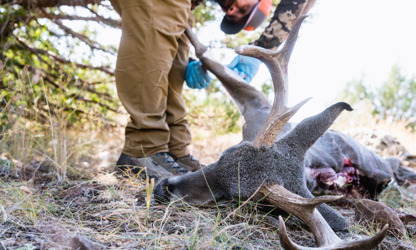 Josh from Dialed in Hunter processing his Dad's 2019 Coues Deer taken in Arizona