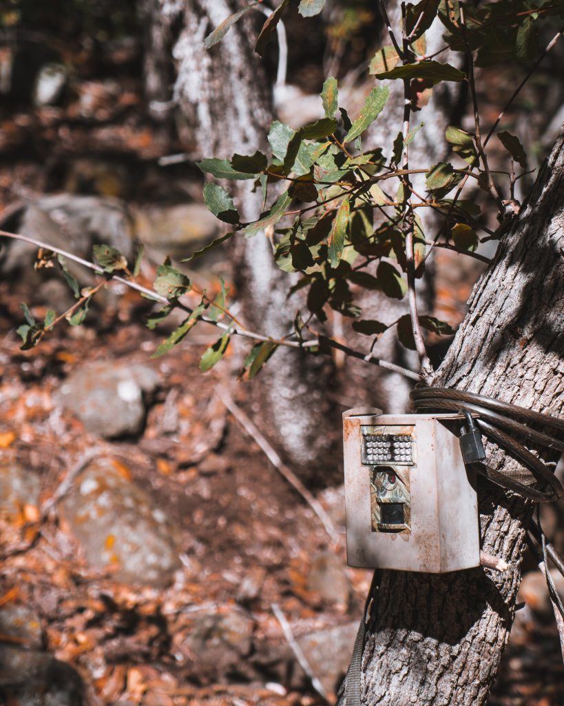 trail camera out for spring bear