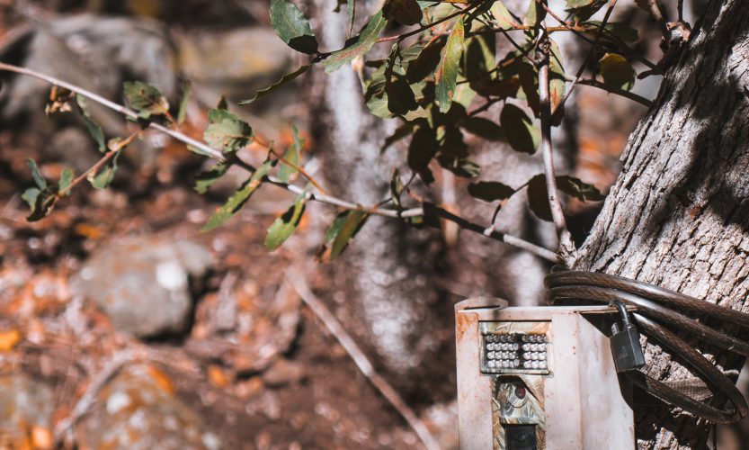 trail camera out for spring bear