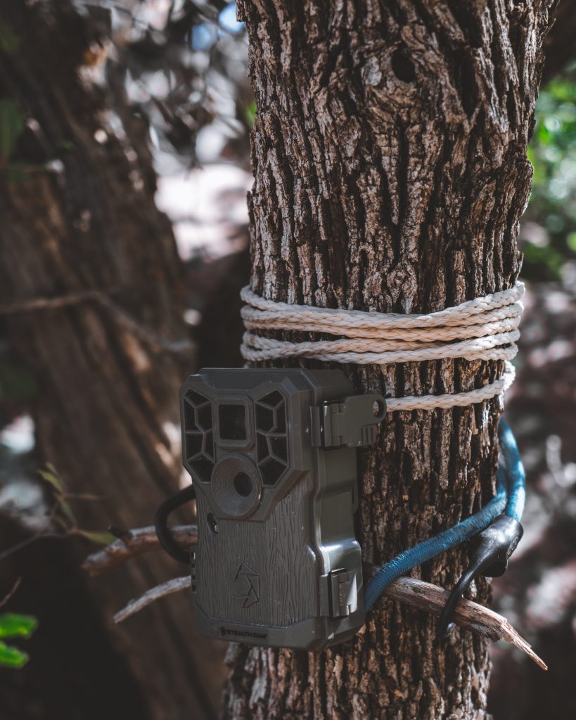 Trail Camera set up with rope and bungee cord in Arizona for spring bear