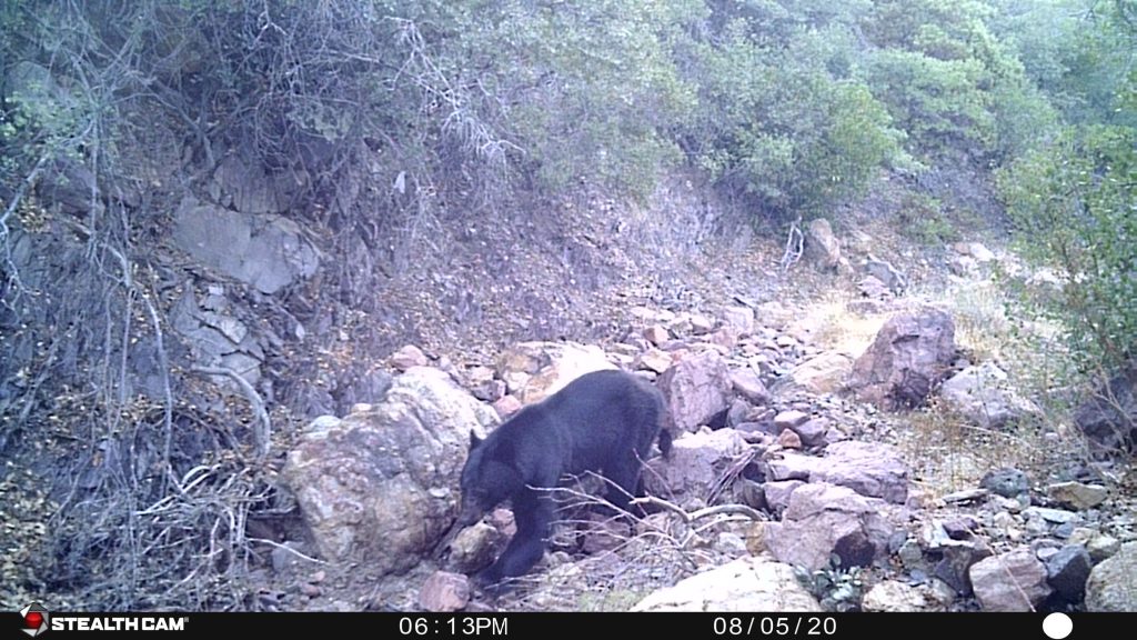 Black Bear in Arizona