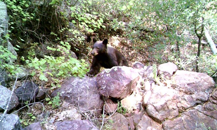 Arizona Black Bear on trail camera