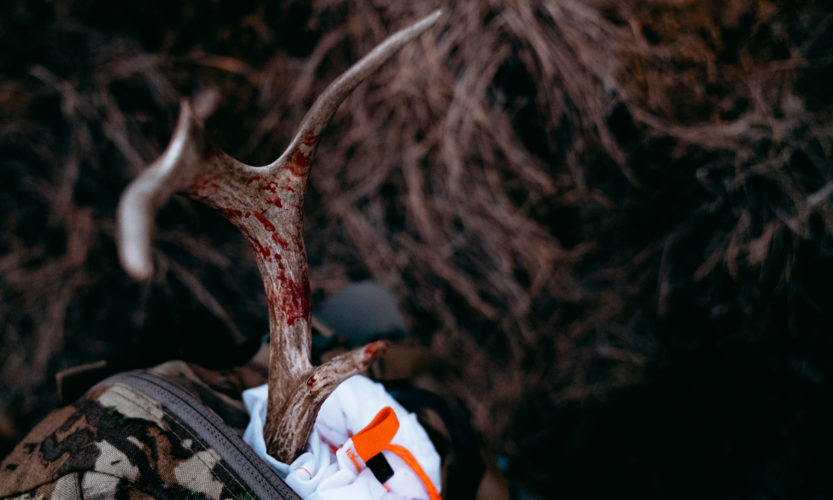 Coues Deer antler from a successful archery hunt in Arizona
