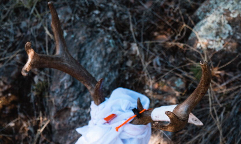 Coues deer antlers from a buck that Josh Kirchner harvested in Arizona with his bow