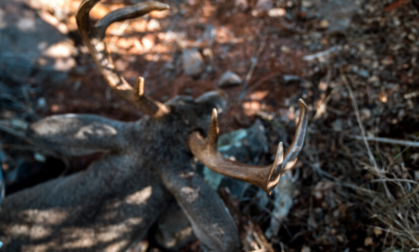 Coues deer taken with a bow by Josh Kirchner