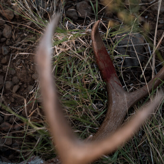 Coues Whitetail Deer antlers