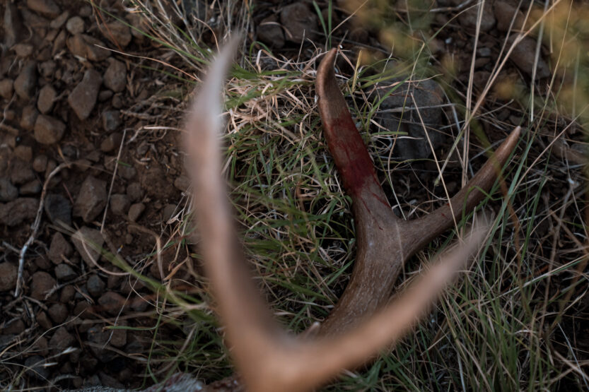 Coues Whitetail Deer antlers