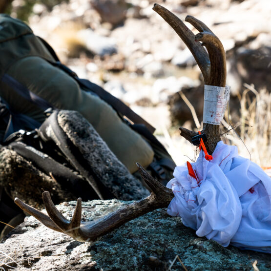 glassing for coues deer