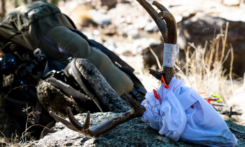 glassing for coues deer