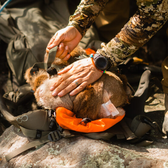 Mountain Lion being loaded into a backpack