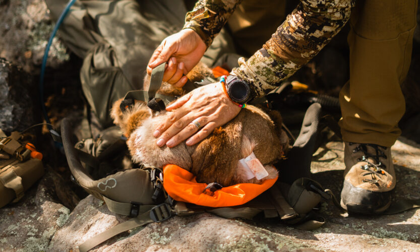 Mountain Lion being loaded into a backpack