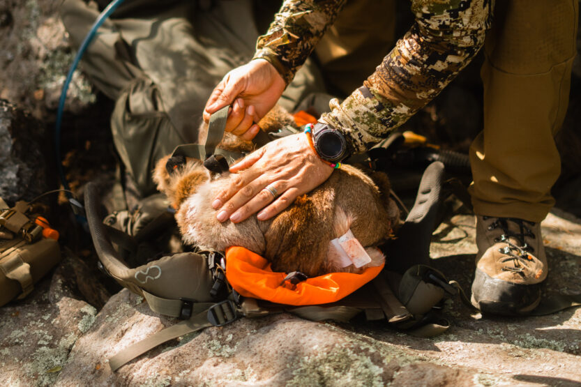 Mountain Lion being loaded into a backpack