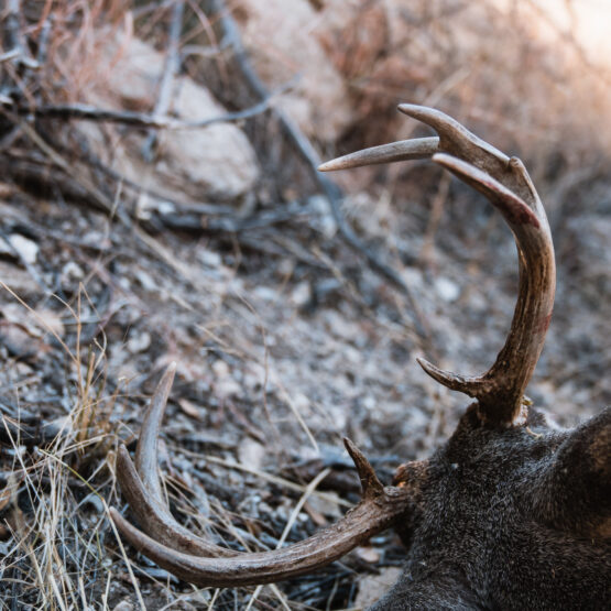 coues buck that Josh Kirchner from Dialed in Hunter harvested with a hinge release aid.