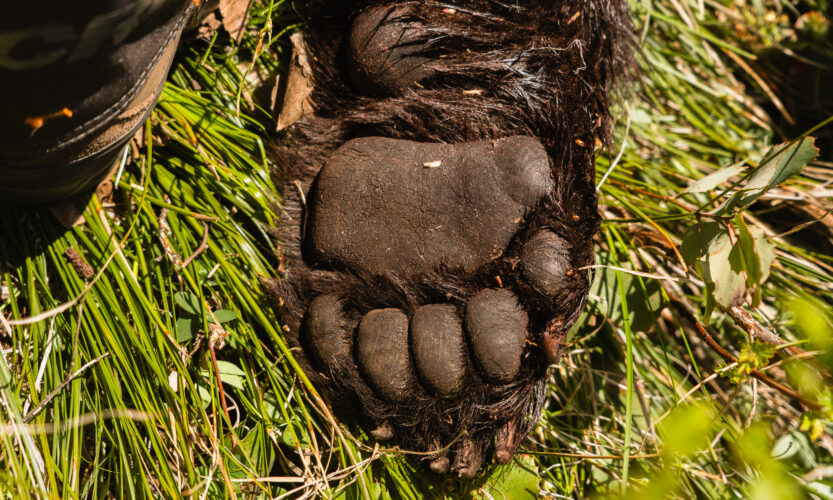 The paw of a black bear in the backcountry of Idaho