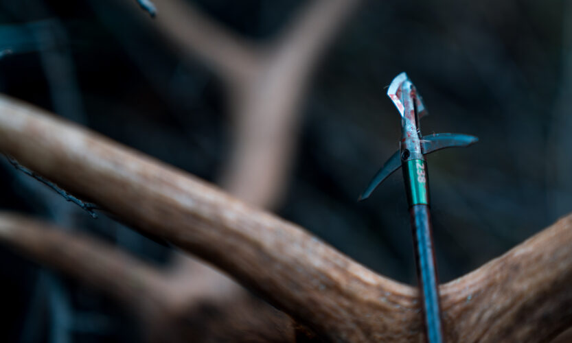 Evolution Outdoors Hyde Broadhead after it went through a bull elk in Arizona