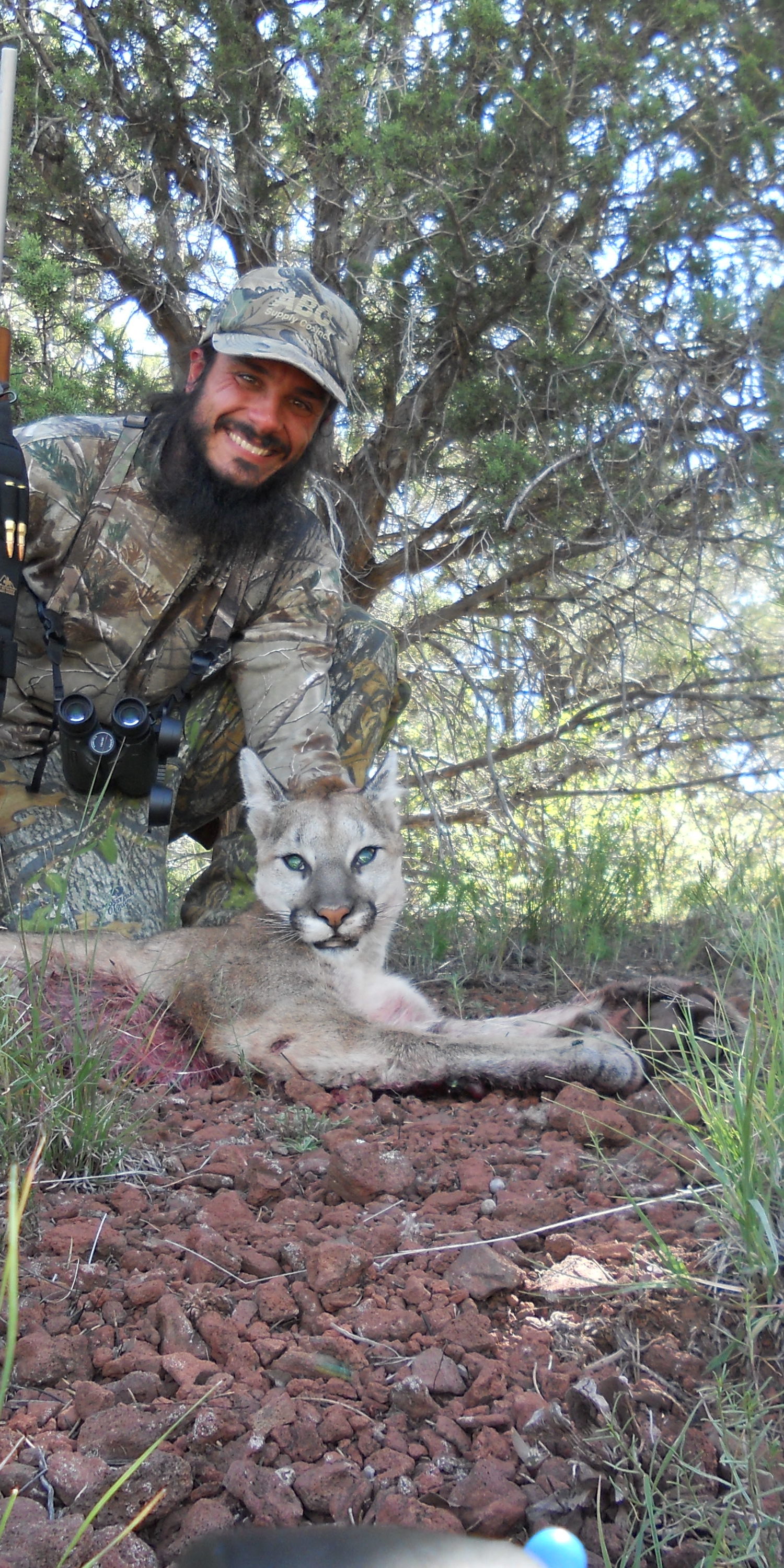 Mountain Lion