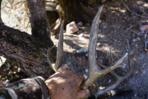 Bowhunting