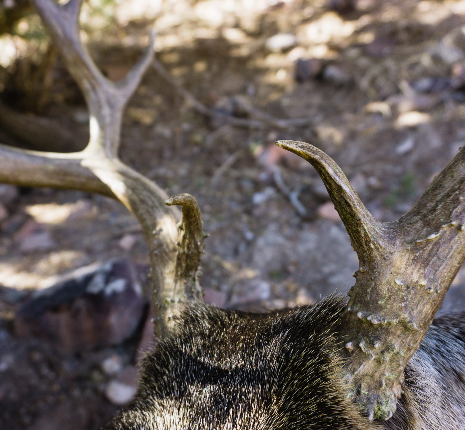 Arizona Archery Mule Deer Buck
