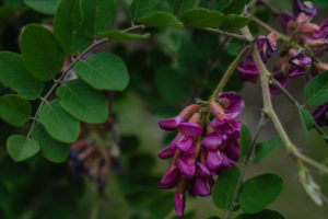 Vibrant vegetation along the way on spring bear hunt