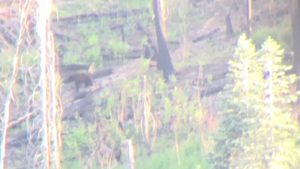 Red Bear trailing a sow in Arizona