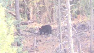 bears mating in arizona