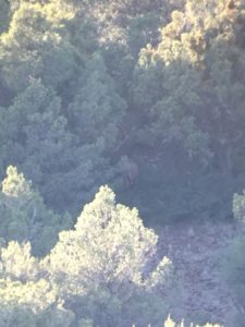 Bull Elk in Arizona