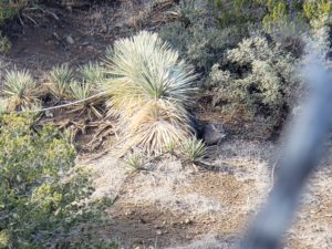 Josh's Coues Buck Bedded before he fell to his arrow in Arizona