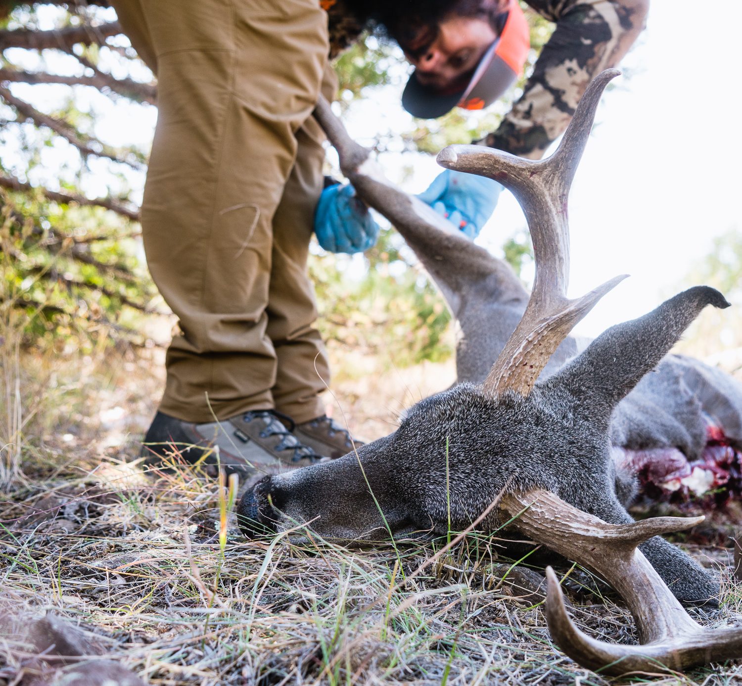 Josh from Dialed in Hunter processing his Dad's 2019 Coues Deer taken in Arizona