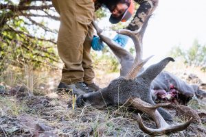 Josh from Dialed in Hunter processing his Dad's 2019 Coues Deer taken in Arizona
