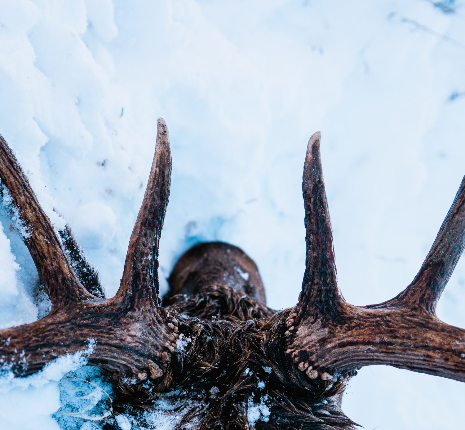 elk antlers from my Dad's late rifle bull elk