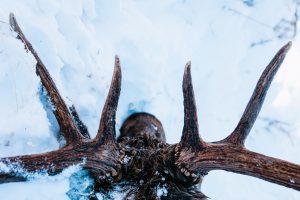 elk antlers from my Dad's late rifle bull elk