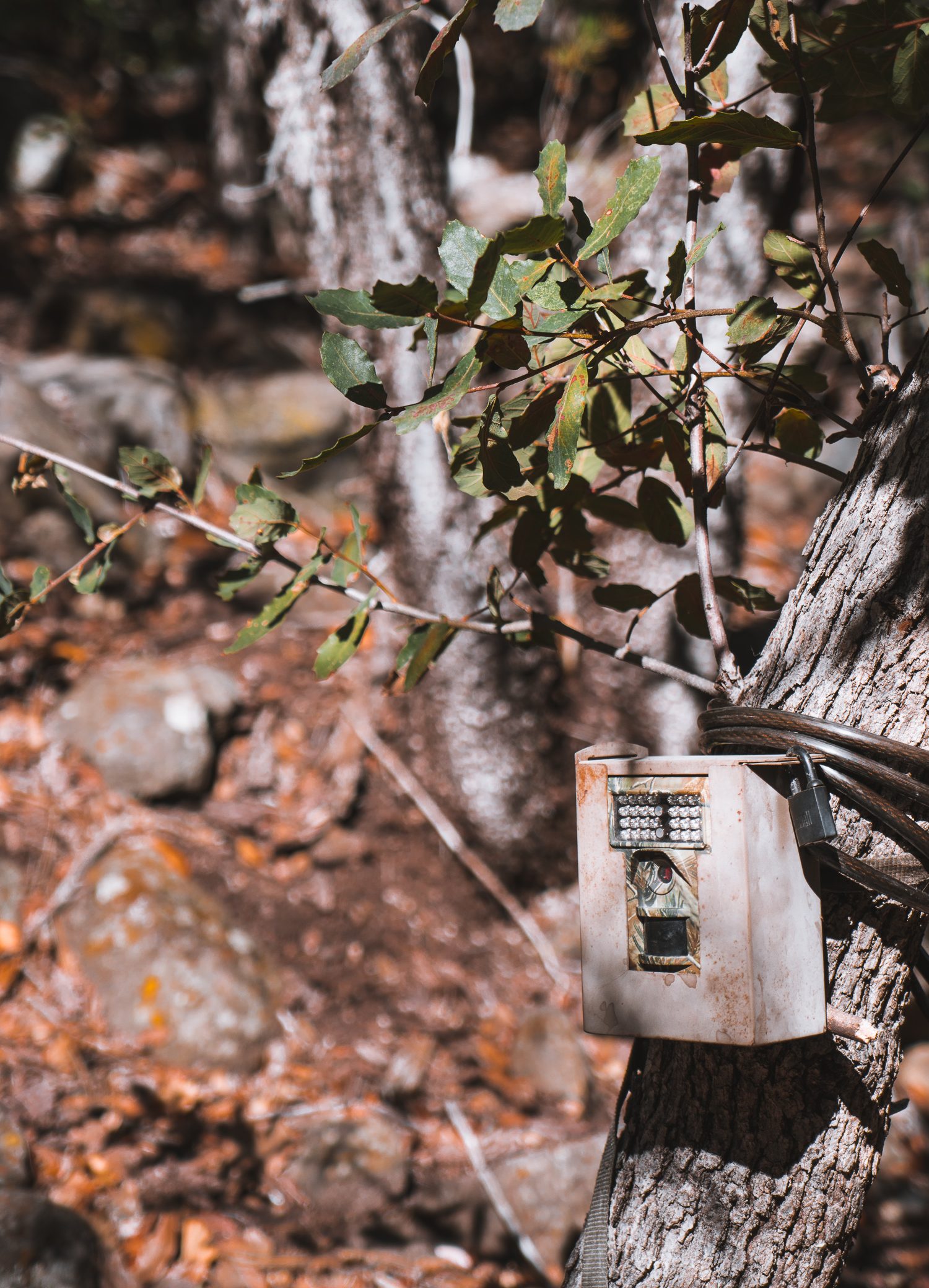 trail camera out for spring bear