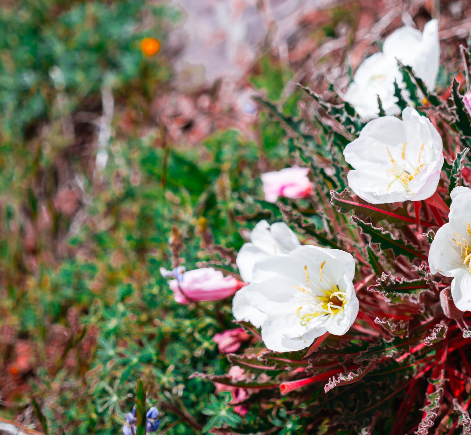 Flowers during the spring time in Arizona
