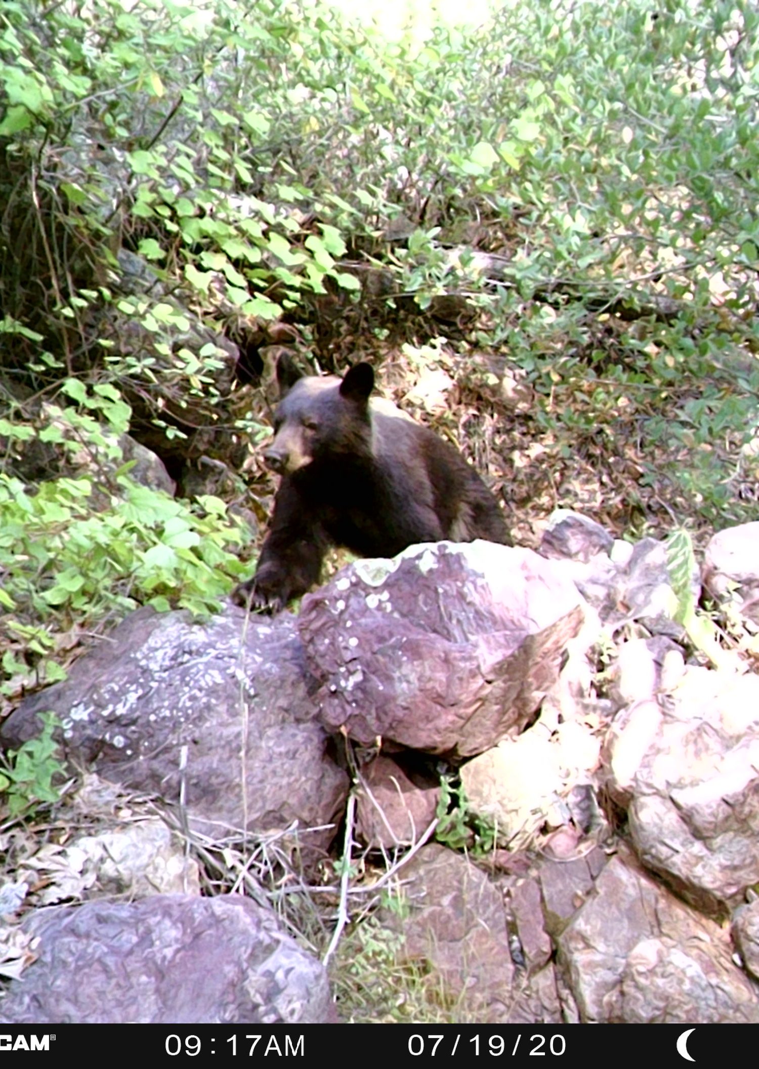 Arizona Black Bear on trail camera