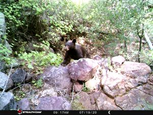 Arizona Black Bear on trail camera