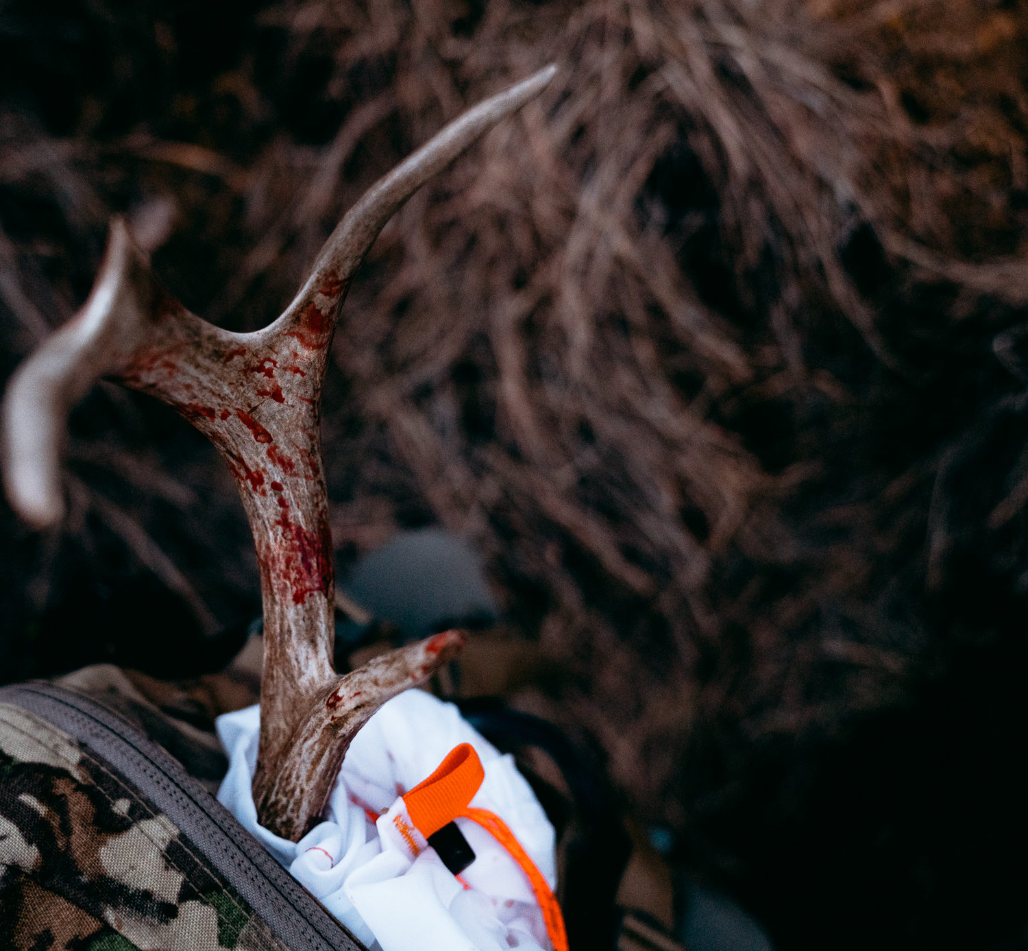 Coues Deer antler from a successful archery hunt in Arizona