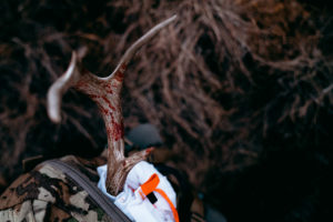 Coues Deer antler from a successful archery hunt in Arizona