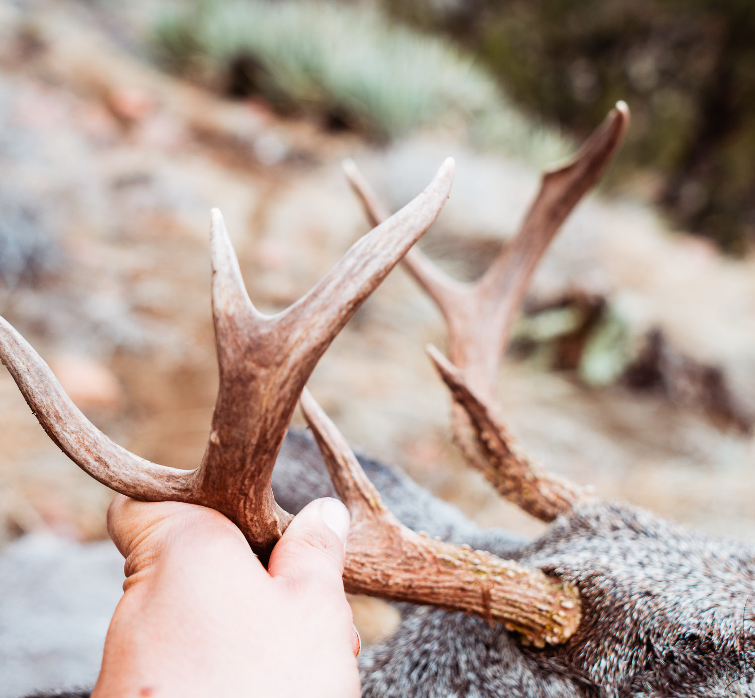 Coues buck that Josh from Dialed in Hunter killed with his bow in Arizona