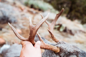 Coues buck that Josh from Dialed in Hunter killed with his bow in Arizona