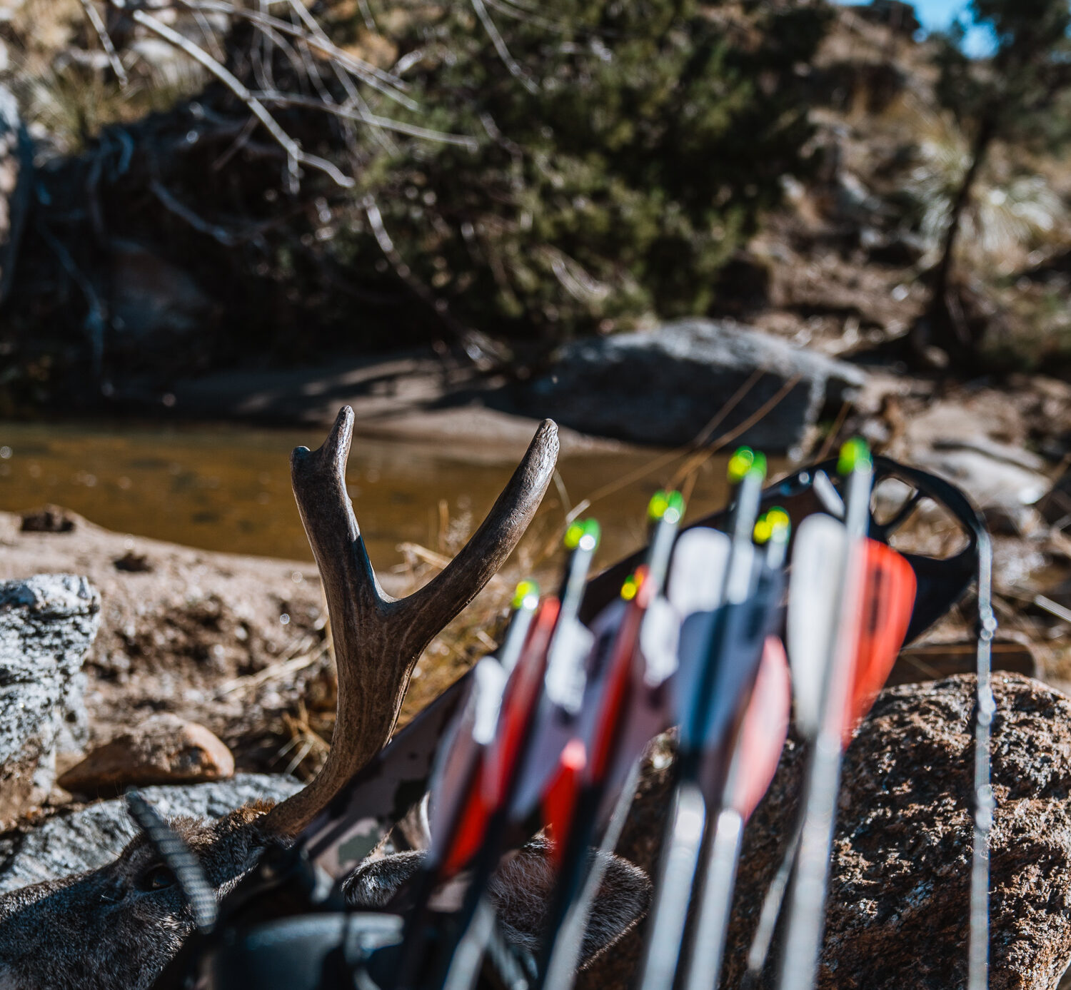 Coues buck killed with a bow in the backcountry