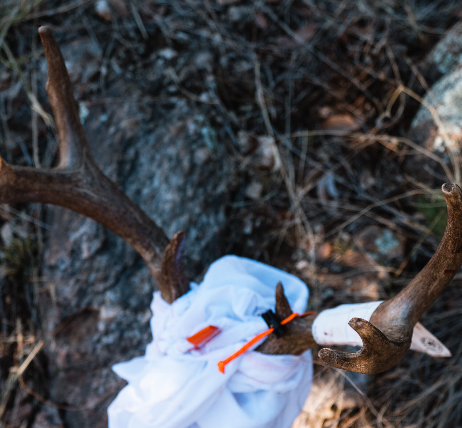 Coues deer antlers from a buck that Josh Kirchner harvested in Arizona with his bow