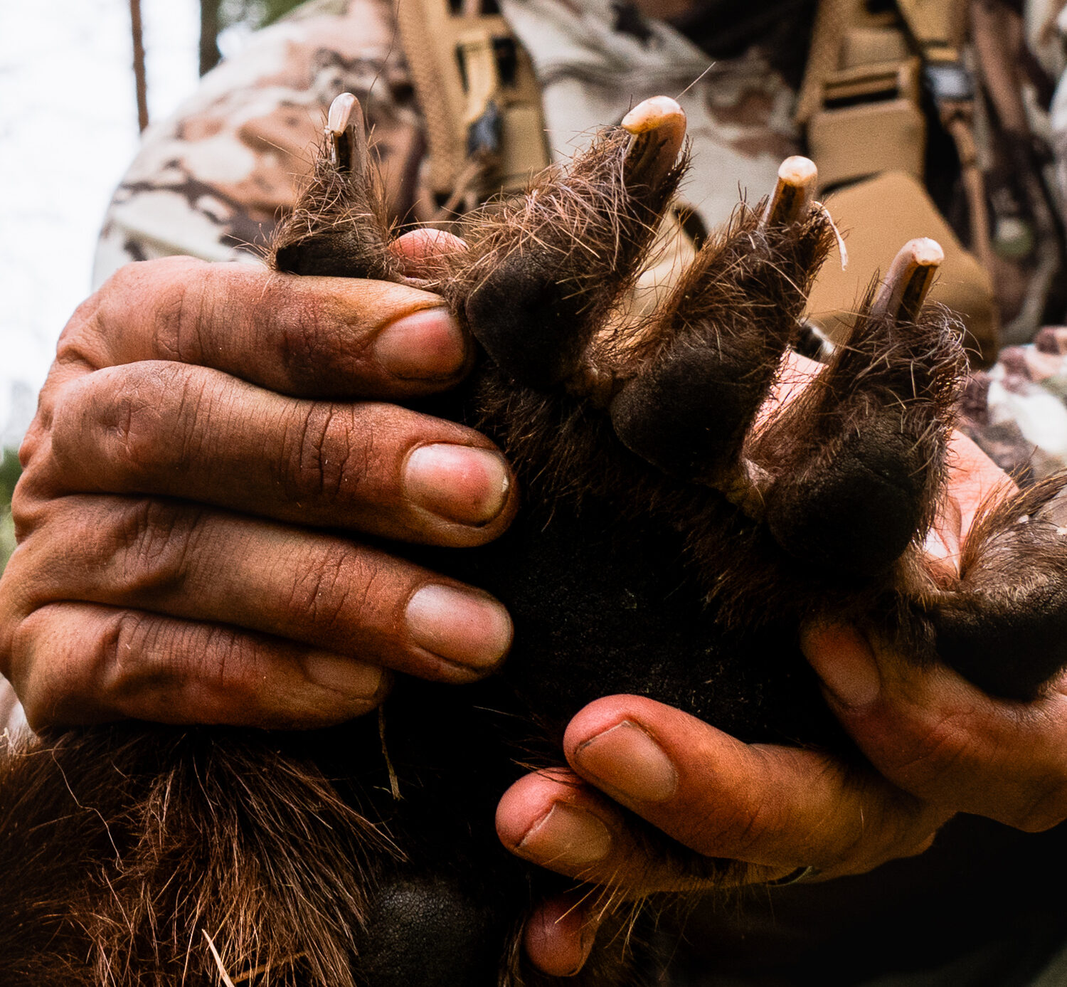 black bear hunting