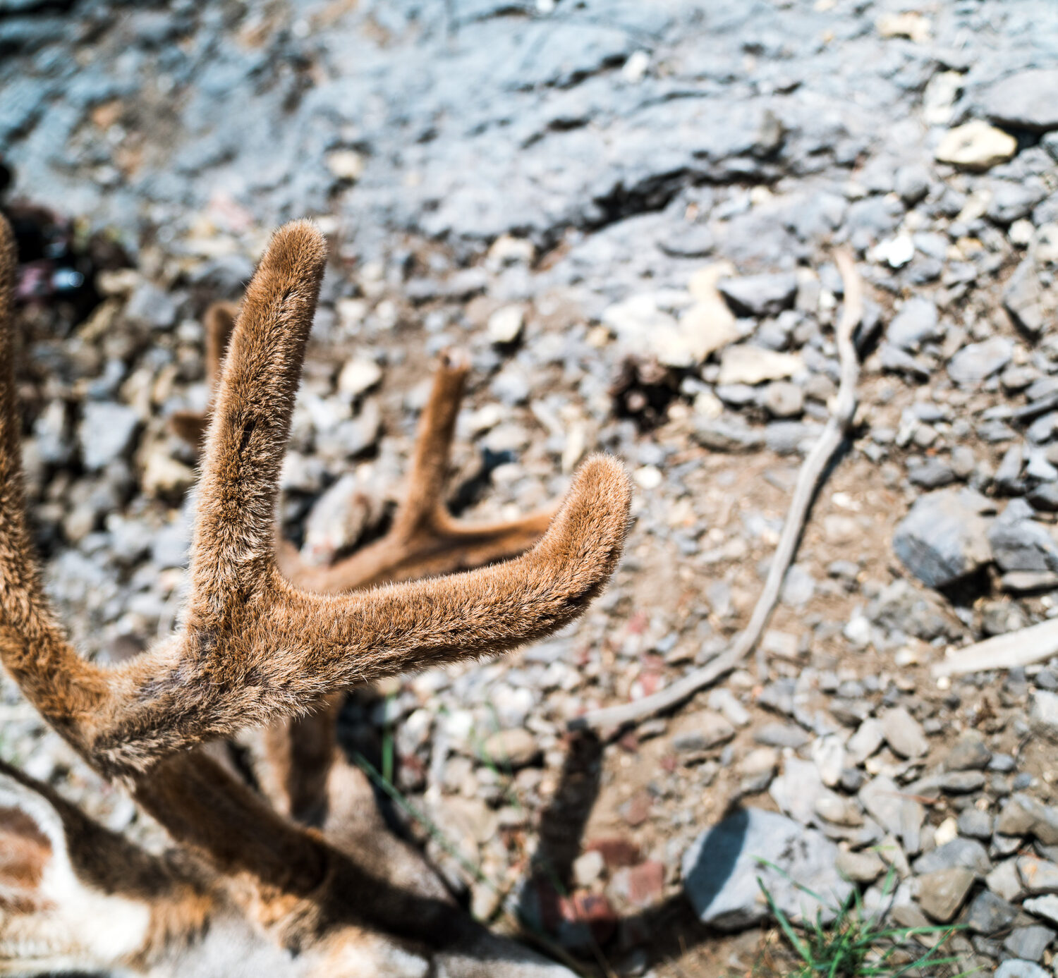 Josh's 2022 archery mule deer