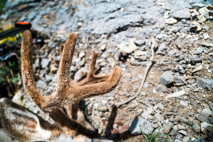 Josh's 2022 archery mule deer