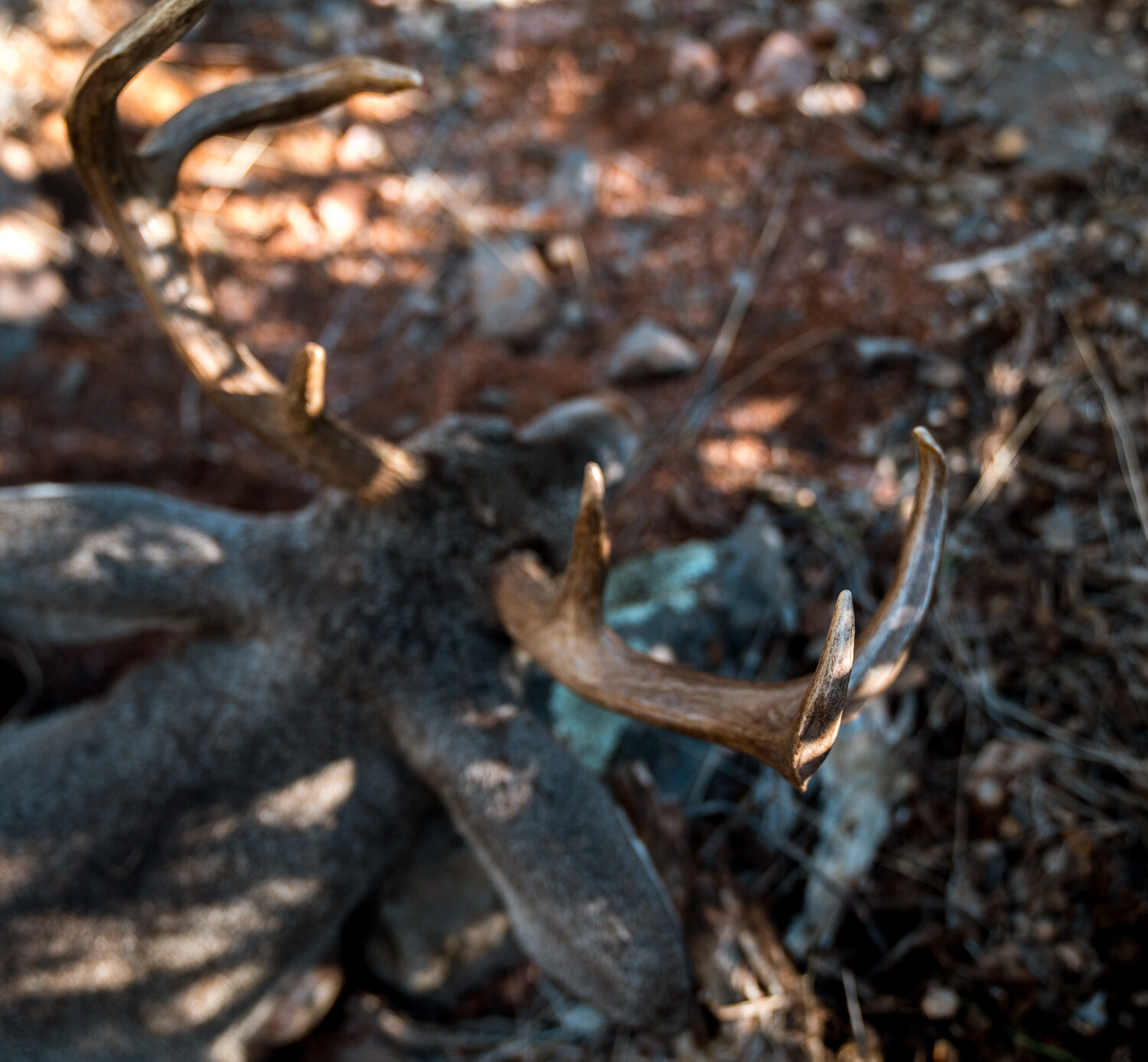 Coues deer taken with a bow by Josh Kirchner