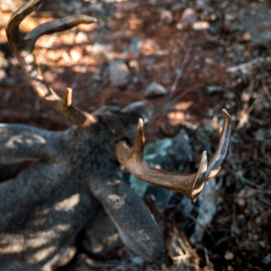 Coues deer taken with a bow by Josh Kirchner