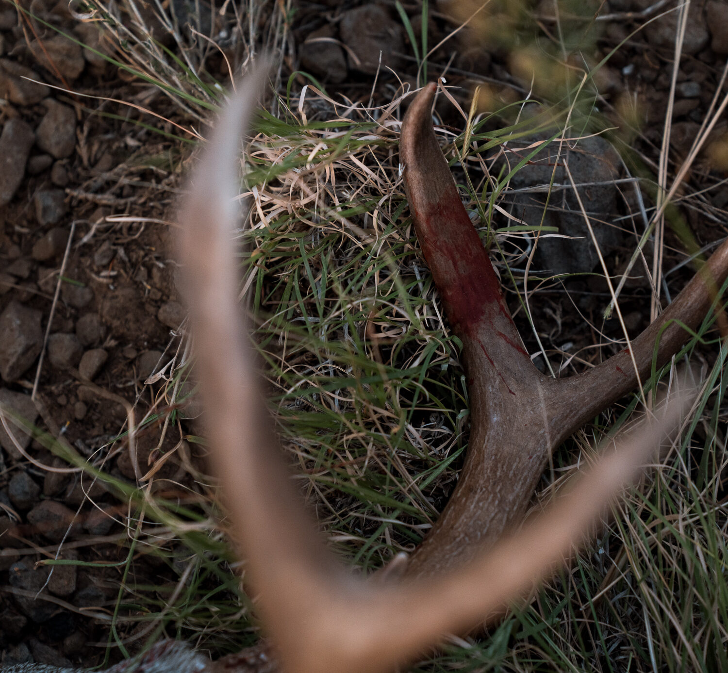 Coues Whitetail Deer antlers